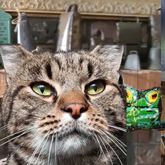 When you wake up covered in cats and cannot roll over - Cowbells and snare