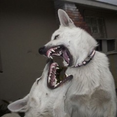 dogs