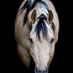 Dewey Gaanii HEBRONVILLE,TEXAS (5)