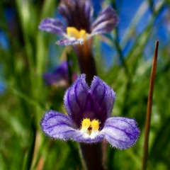 HERE /  AQUI, five poems in an English & Spanish soundscape