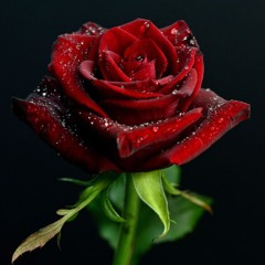 Forever (Petitpierre)