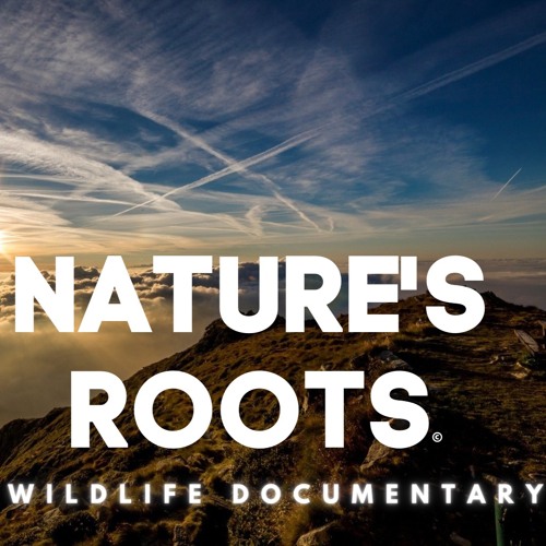 Nature's Roots (Wildlife Documentary)- TV Theme Excerpt