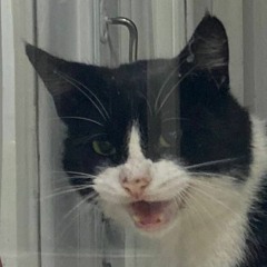 Dogs Change and Stepan K.