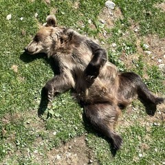 Weeping gangrenous fistula (feat mlang)