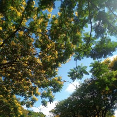 PIANO BOSSA -Garota De Ipanema