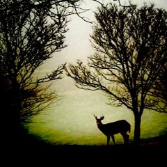 Watching The Deers Run