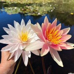 Tonglen Meditation: An Intention that Rides the Breath