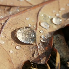 Indifférence Electrique