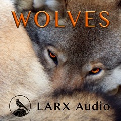 Wolves demo stereo natural dynamics