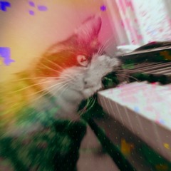 All cats want to be birds