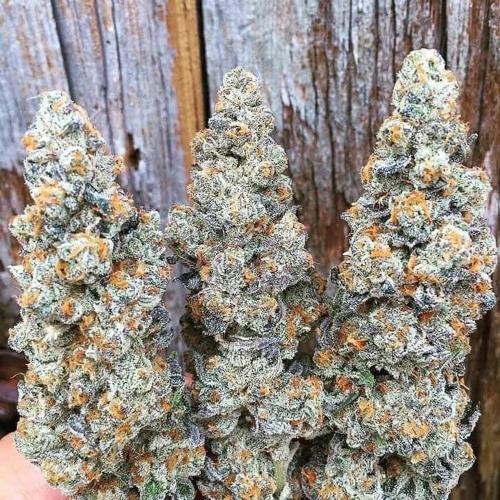 Order Cannabis Products Online (WhatsApp at): +1(786)949-1469