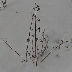 forbidden reconciliation