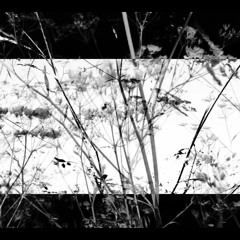 HYSTERA (Court-métrage d'Aline Neri)