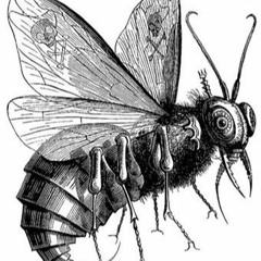 Bug Music