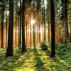 A Resilient Forest