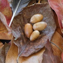 Autumn Orisons - Cheryl E. Leonard