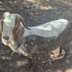 goats - Part V