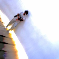 Low Fly - Sugar Kiss (Demo)