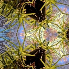 The awakened path (demo)