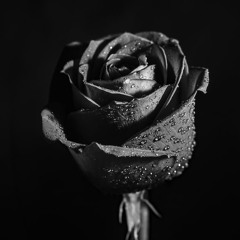 Black Roses On My Grave ft Atmelunar