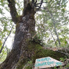 Icaro Quercia