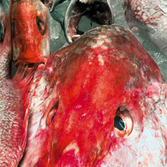 carpfish