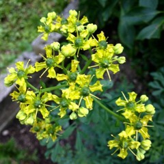 ВИА "Смеричка" (Василий Зинкевич, Назарий Яремчук и Владимир Ивасюк)- Червона рута (1971)