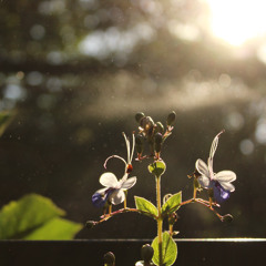 25.09.2025 - Cap. XXIV - Não Coloqueis a Candeia Sob o Alqueire (4)