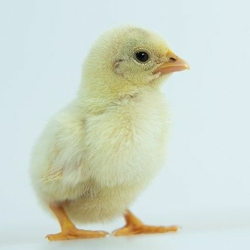 funky mix quarantine