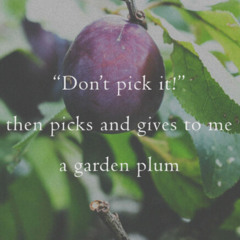 ...and gave to me a garden plum - naviarhaiku623