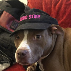 free at last - acoustic demo for pup contest