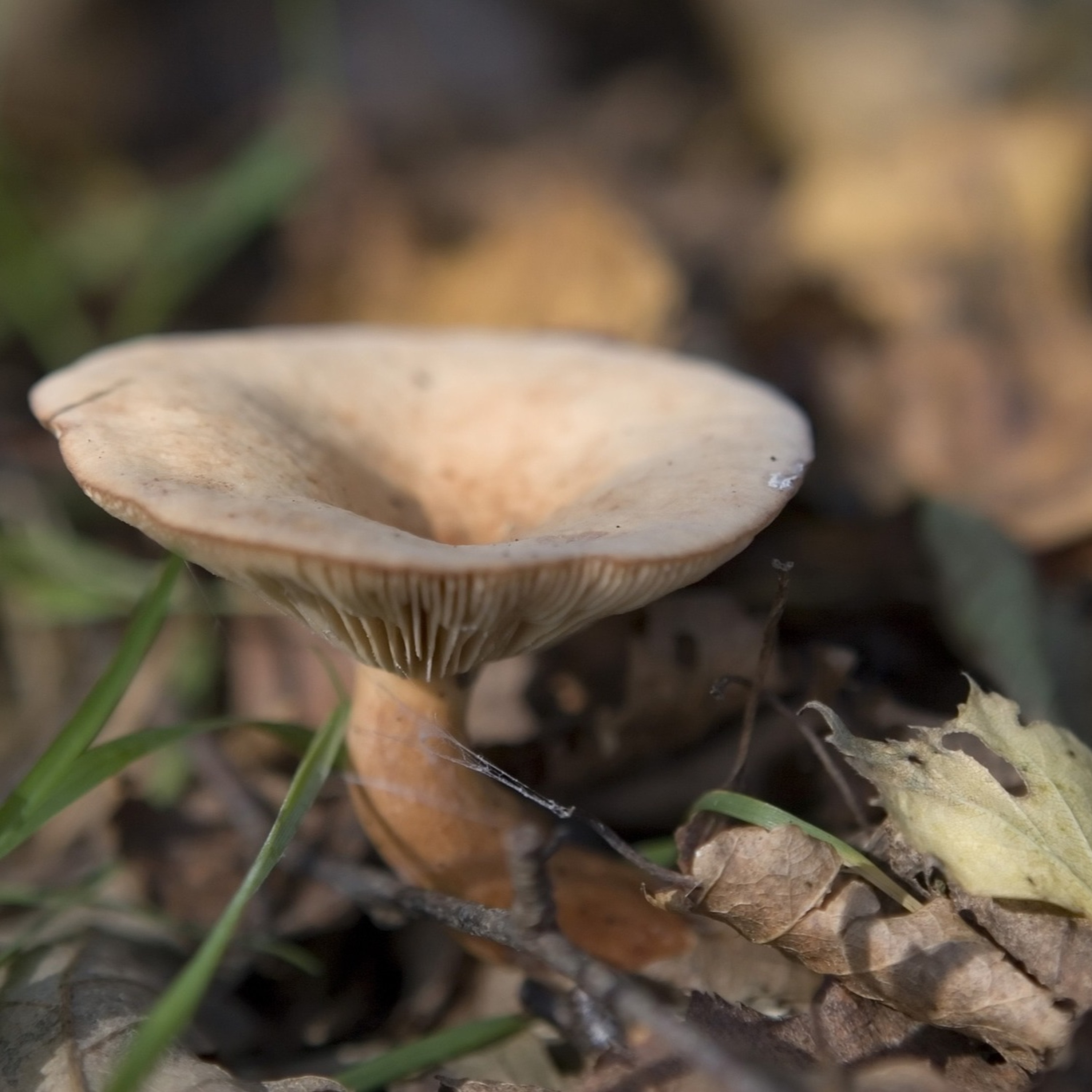 CC139: A Medical Doctor DESTROYS the Hallucination Hypothesis