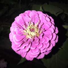 Gothic Tropic Cry Like A Man live at Station House Studio