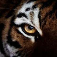 Music tracks, songs, playlists tagged eye of the tiger on SoundCloud