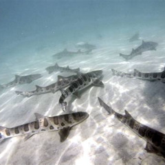 Best La Jolla Snorkeling Leopard Sharks Prices Reviews
