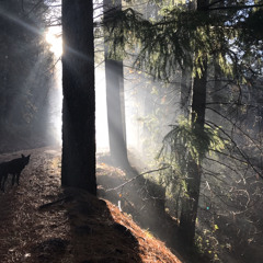 Fake Plastic Trees cover