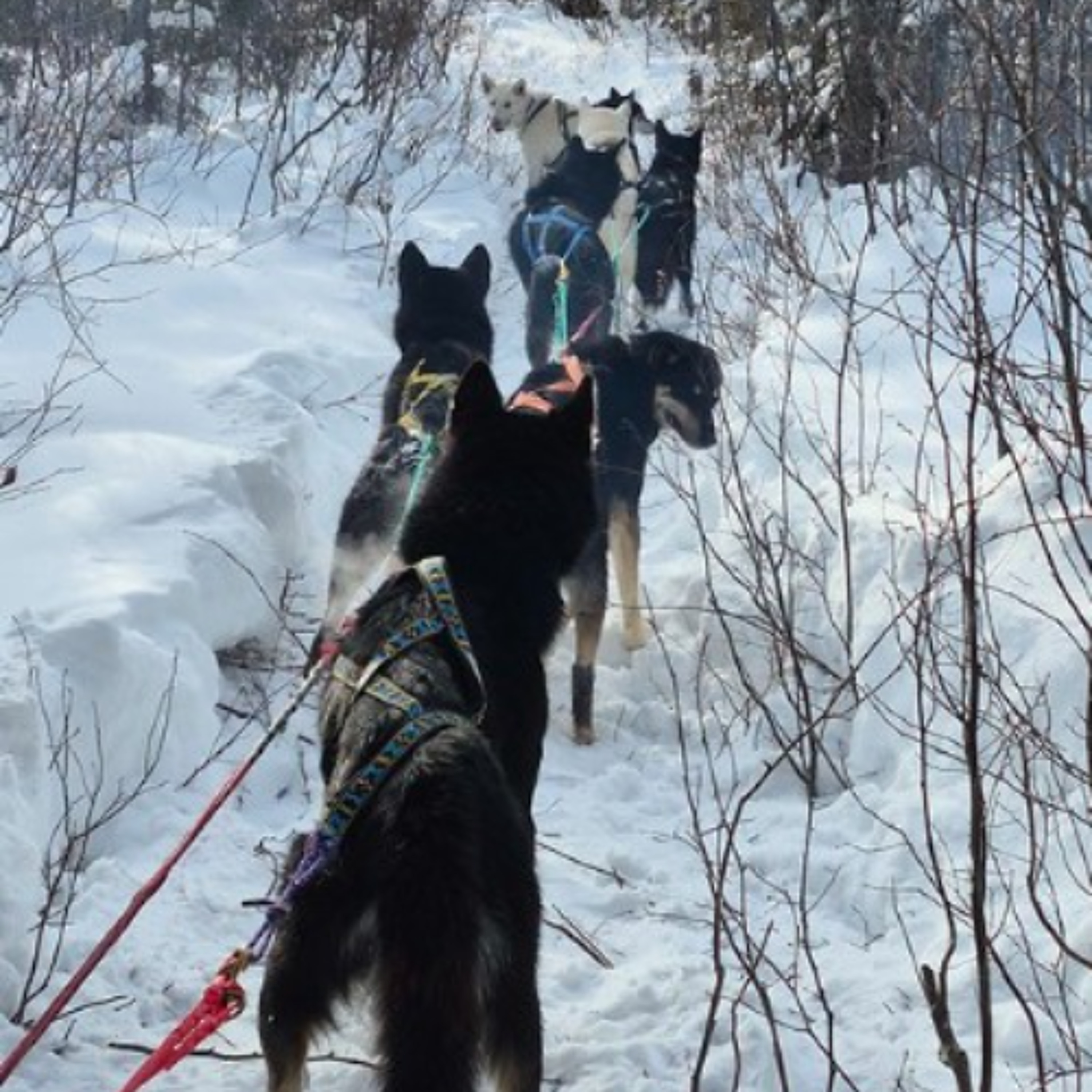 Keep it Wild - Sled Dogs & Trail Rehabilitation at Eagle Mountain