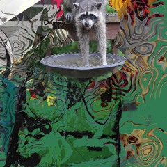 same song new day - raccoons in the brain pan