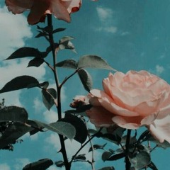 Pink Rose