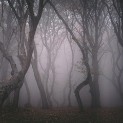 Hoia Forest (Free Download)