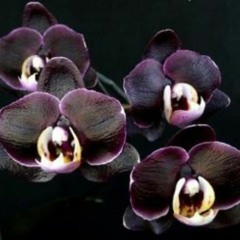 Orchid Noir - a mix by Jessica Mordo