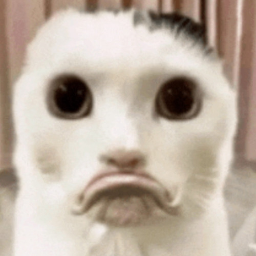 HEE HEE HOO HOO HA HA