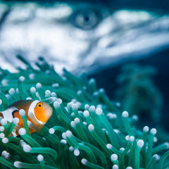 FIsh All My Life