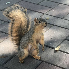 Rogue (prod. johnnyfriend)