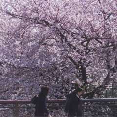 sakura 3