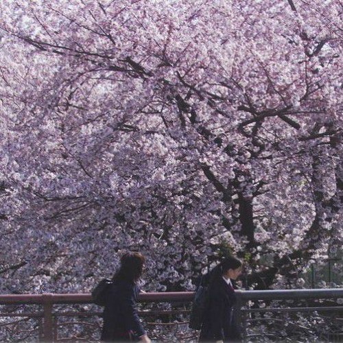 sakura 3
