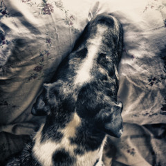 Highs & Lows | Hillsong Young & Free | Acoustic