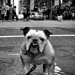 Englishman in New York