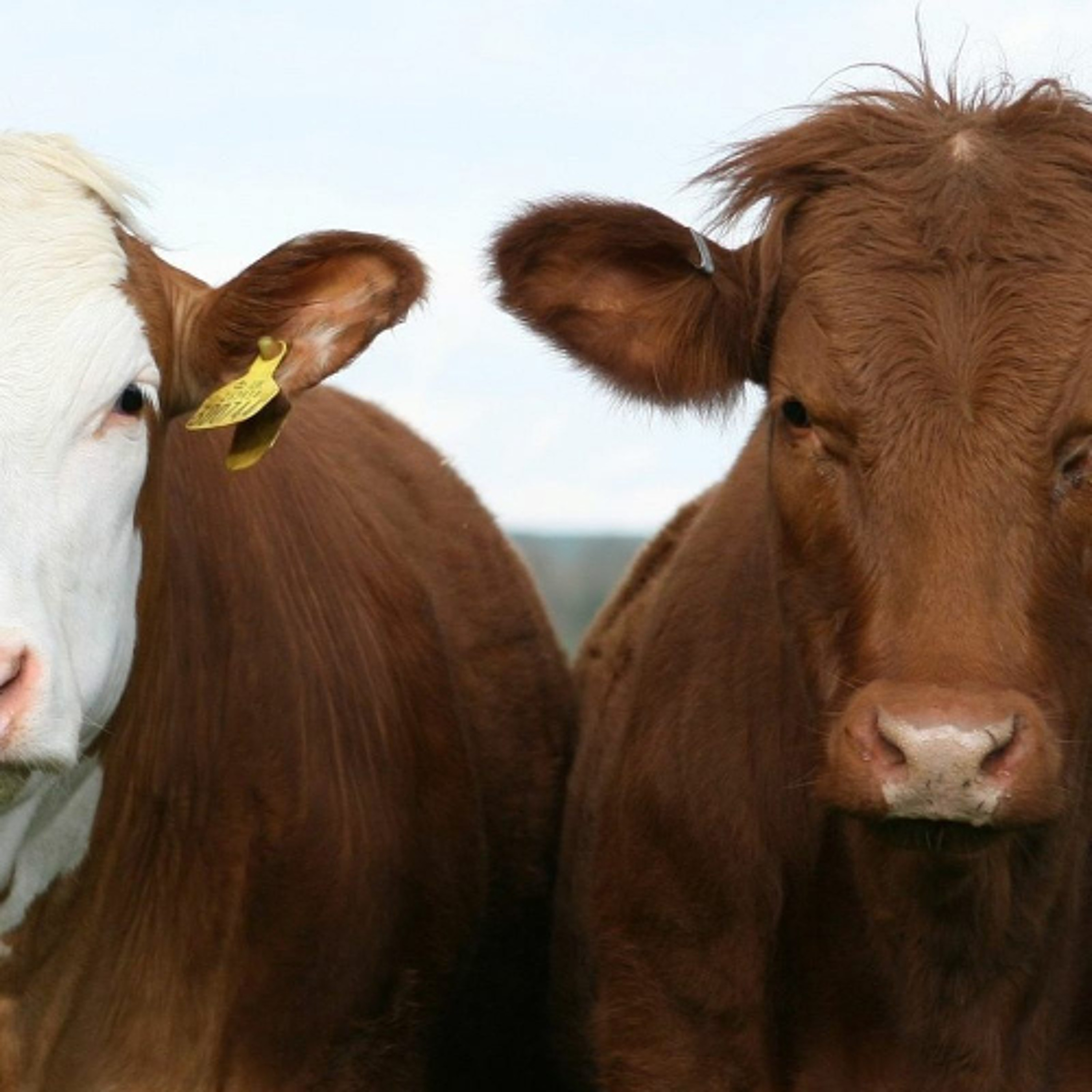 Prairie cattle industry seeing shift from theft to fraud-related losses episode artwork