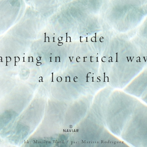 naviarhaiku430: high tide
